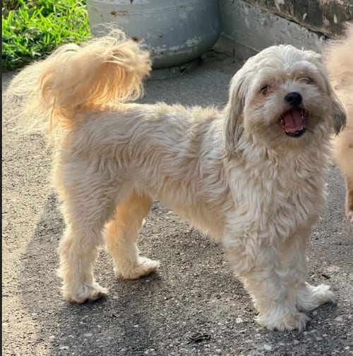 Photo of Suzy in TX, adoptable Shih Tzu in Cranston, Rhode Island