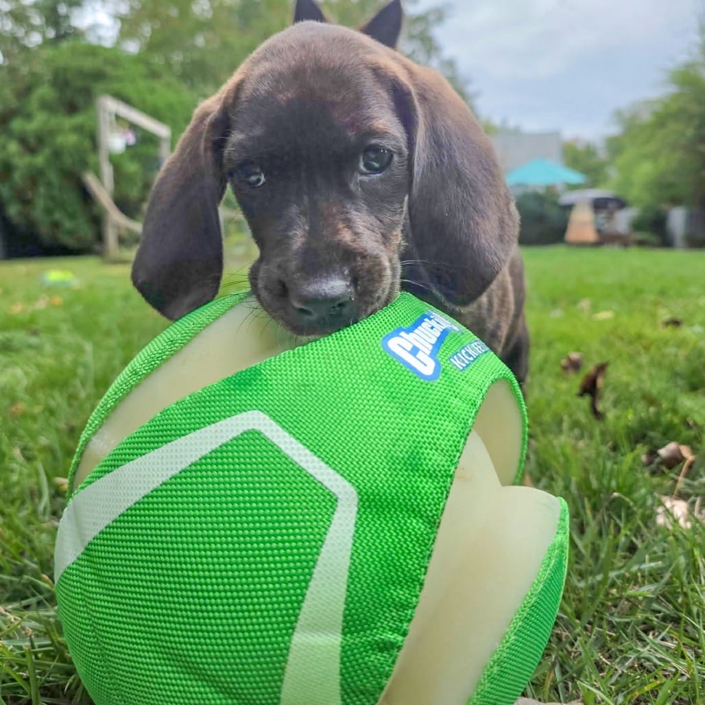 Photo of Rebecca Pup - Bianca, adoptable Hound, Plott / Hound in Fairfax Station, Virginia