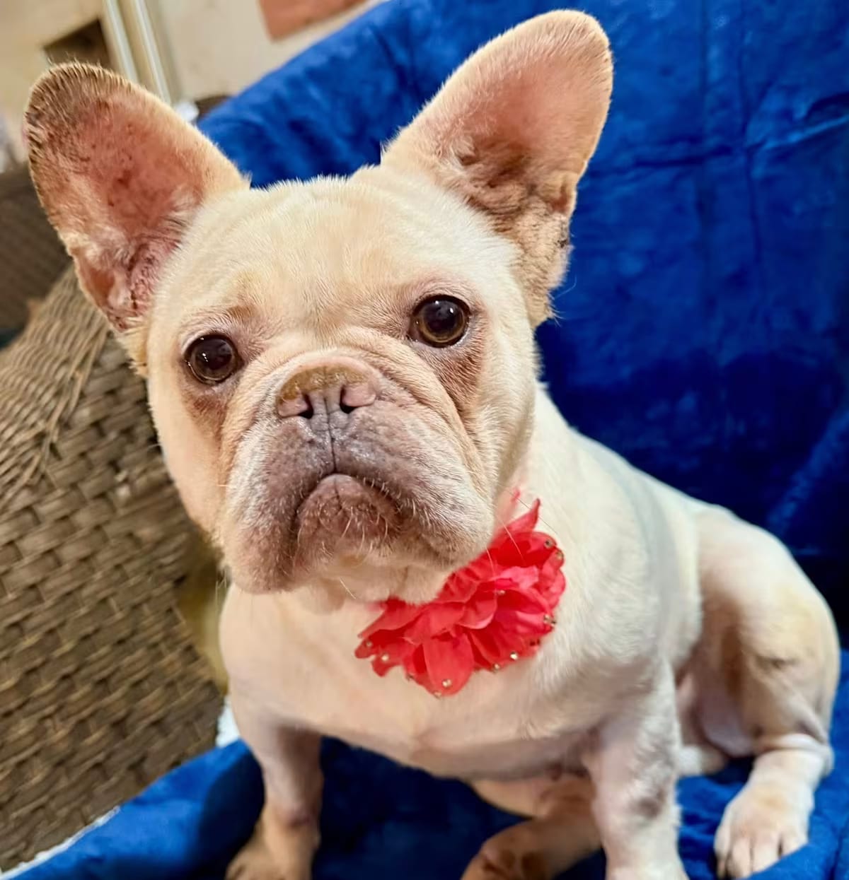 Photo of Noelle, adoptable French Bulldog in Lodi, California