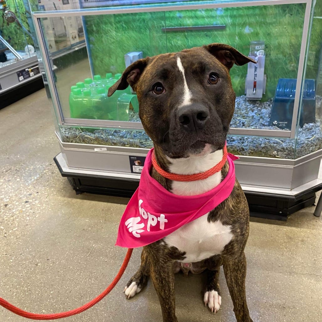 Photo of Sevyn, adoptable Terrier, American Staffordshire / Mixed Breed (Medium) in Whitestone, New York
