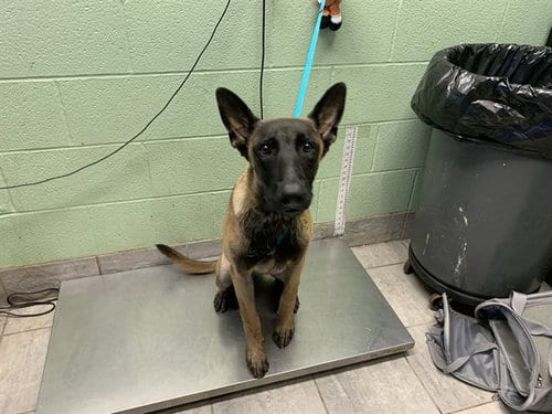 Photo of Joel, adoptable Belgian Shepherd Malinois in Grand Prairie, Texas