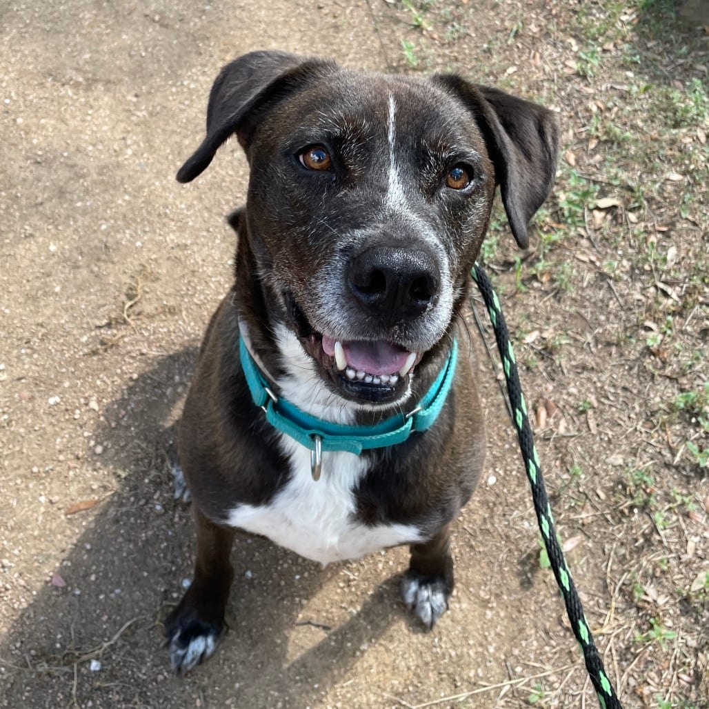 Photo of Sam, adoptable Mixed Breed (Large) in Houston, Texas