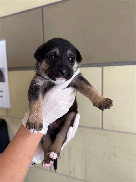 Photo of Francis, adoptable Pit Bull Terrier in Riverside, California