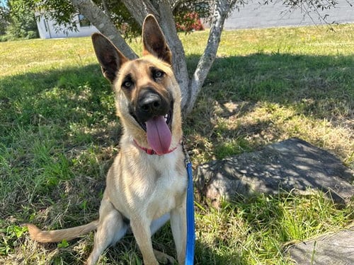 Photo of Dozer, adoptable German Shepherd Dog in McKinleyville, California