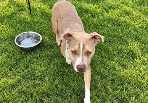 Photo of Ceasar, adoptable Catahoula Leopard Dog in Ocala, Florida
