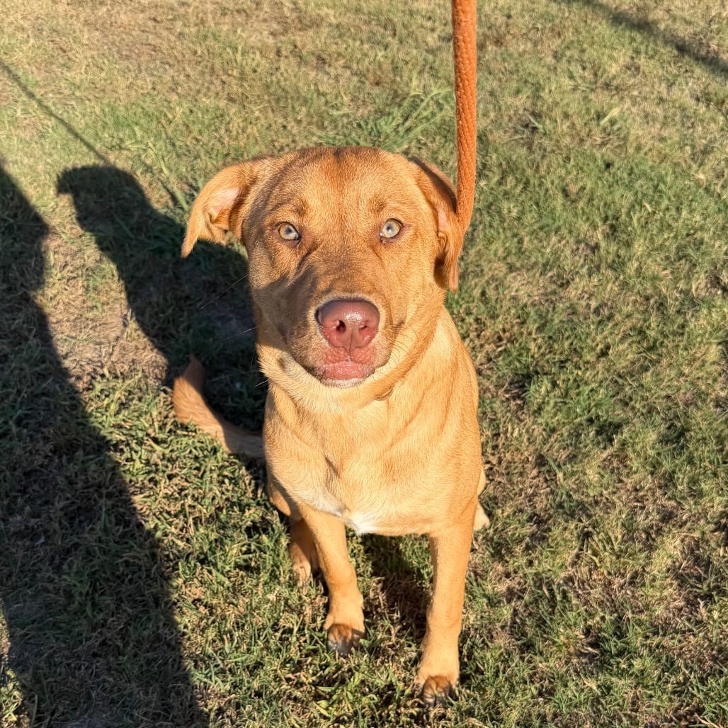 Photo of Lancelot, adoptable dog