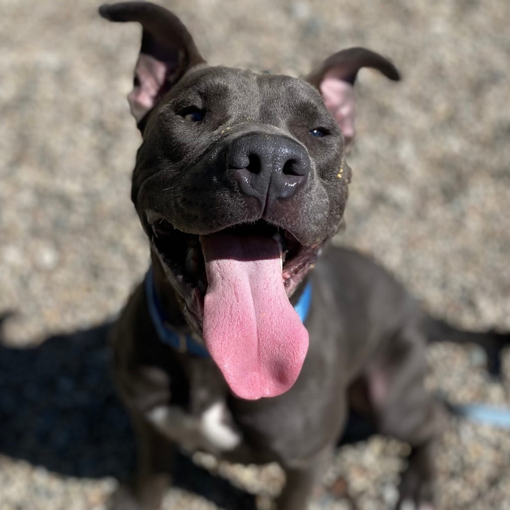 Photo of Scotty, adoptable Mixed Breed (Medium) in West Olive, Michigan