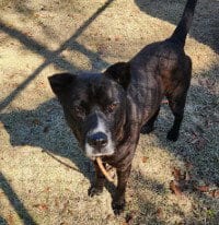 Photo of Papa, adoptable American Pit Bull Terrier in Tavares, Florida