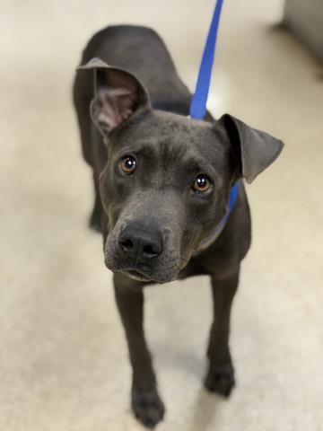 Photo of Kitkat, adoptable Pit Bull Terrier in Riverside, California