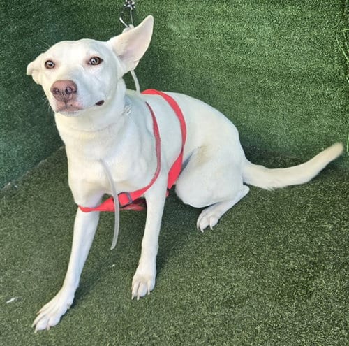 Photo of Bunny, adoptable Siberian Husky in Lancaster, California