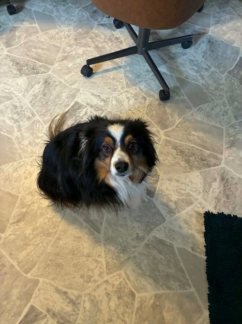Photo of Bow, adoptable Australian Shepherd in Cedar Rapids, Iowa