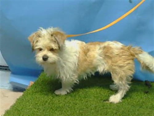 Photo of Mimi, adoptable Maltese in Gardena, California