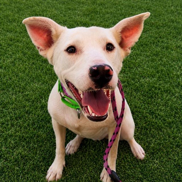 Photo of Gertie, adoptable dog