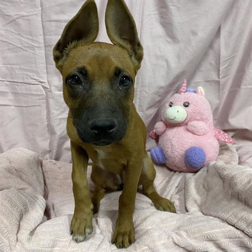 Photo of Nala, adoptable Belgian Shepherd Malinois in Modesto, California