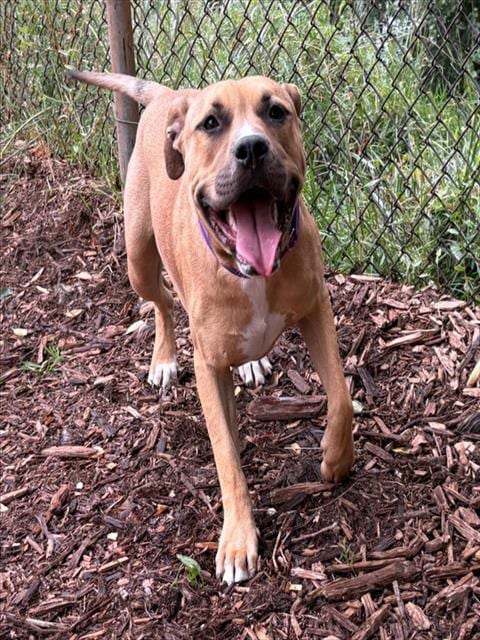 Photo of Mono, adoptable Staffordshire Bull Terrier in Denver, Colorado