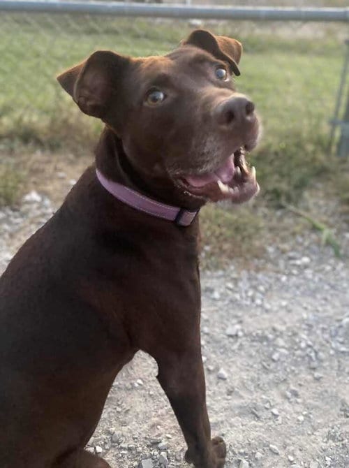 Photo of Stella Grace, adoptable Labrador Retriever in Evansville, Indiana