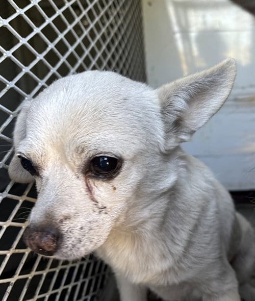 Photo of Chi Chi, adoptable Chihuahua in Bakersfield, California