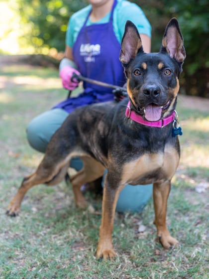 Photo of Aloria, adoptable dog in Chamblee, Georgia