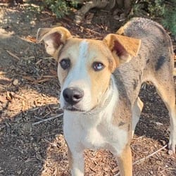 Photo of Saka JuM, adoptable Catahoula Leopard Dog Mixed Breed (Medium) in Nashville, Tennessee
