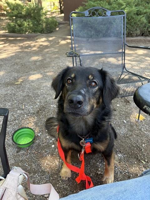 Photo of Kayko, adoptable German Shepherd Dog in Albuquerque, New Mexico