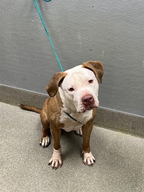 Photo of Maya, adoptable Pit Bull Terrier in Las Vegas, Nevada