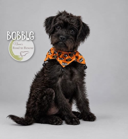 Photo of Bobble, adoptable Pug in Benton, Louisiana