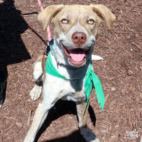 Photo of Tinkerbell, adoptable Terrier in Washington, District of Columbia
