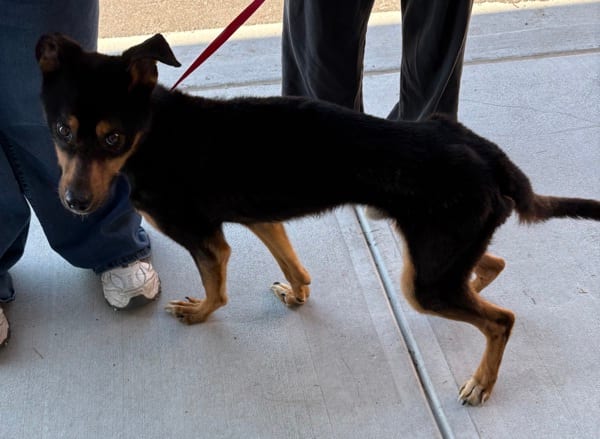 Photo of Nc1 Yoda, adoptable Siberian Husky mixed Rottweiler in Lawrenceville, Georgia