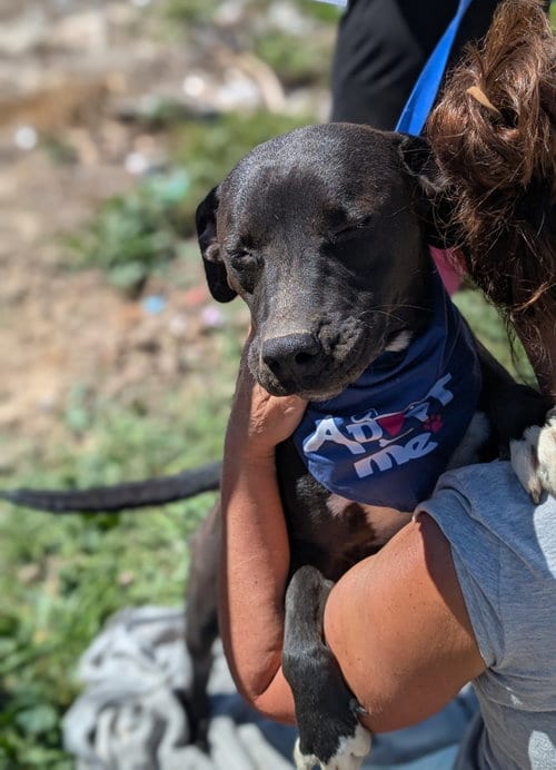 Photo of Pepito, adoptable Labrador Retriever in San Diego, California