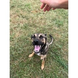 Photo of Muggle, adoptable German Shepherd Dog in Baton Rouge, Louisiana