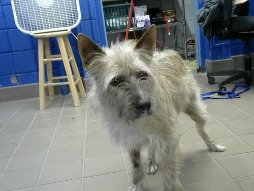 Photo of Nini, adoptable Border Terrier in Albuquerque, New Mexico