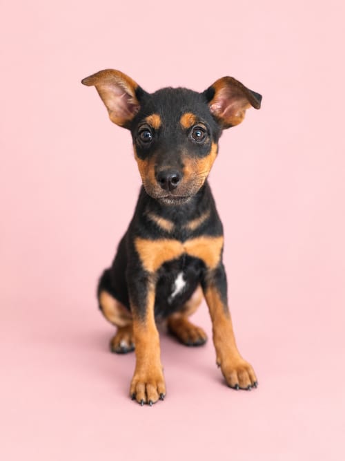 Photo of Starbucks: Caramel Macchiato, adoptable German Shepherd Dog in Romoland, California