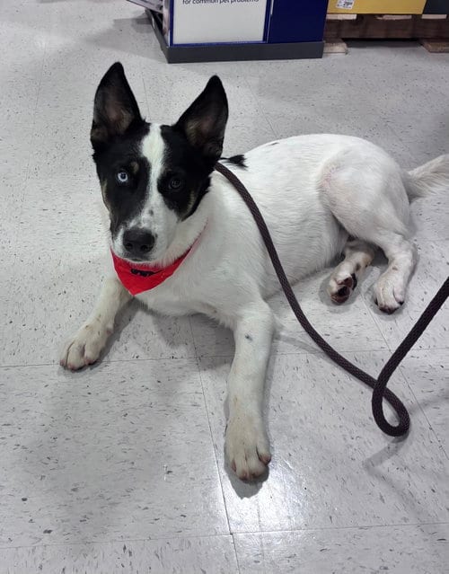 Photo of Milo, adoptable Husky in Mobile, Alabama