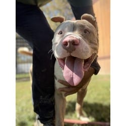 Photo of Tucker, adoptable American Pit Bull Terrier in Jurupa Valley, California