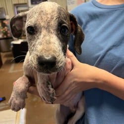 Photo of Allstate, adoptable Boxer Australian Cattle Dog in Stephenville, Texas