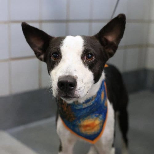 Photo of Gustavo, adoptable Australian Cattle Dog/Blue Heeler in San Antonio, Texas