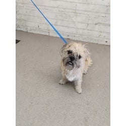 Photo of Miguel, adoptable Border Terrier in San Bernardino, California