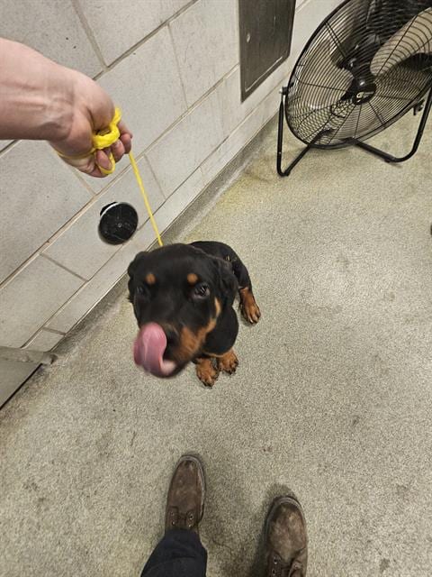 Photo of Roxy, adoptable Rottweiler in Dallas, Texas