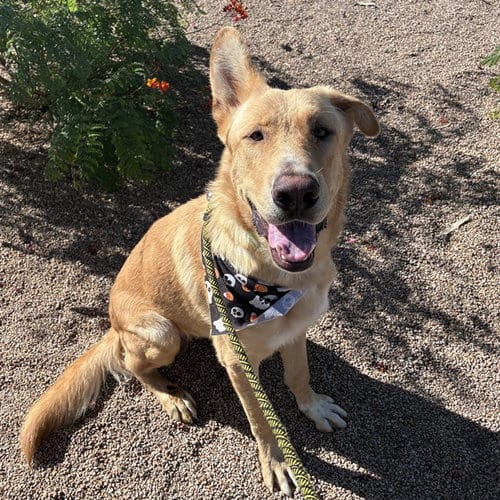 Photo of Wyll, adoptable German Shepherd Dog in Phoenix, Arizona