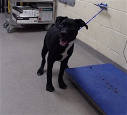 Photo of Vesper, adoptable Labrador Retriever in Denver, Colorado
