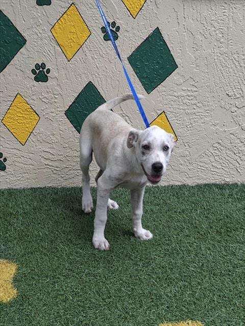 Photo of A1282896, adoptable Bulldog in Winter Haven, Florida