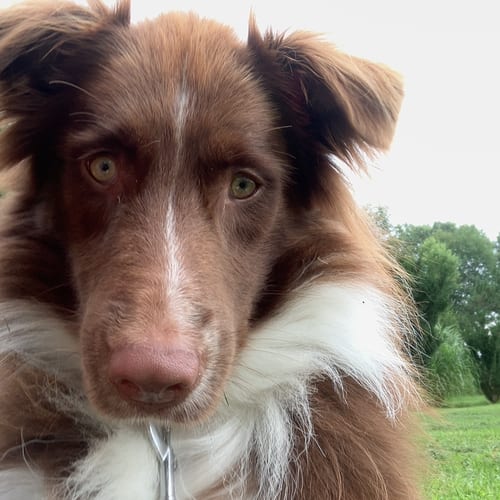 Photo of Mongo, adoptable Border Collie in Highland, Illinois