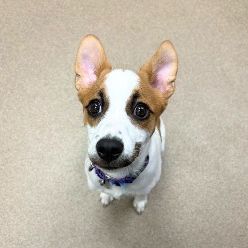 Photo of Joker, adoptable Smooth Fox Terrier in Aurora, Colorado