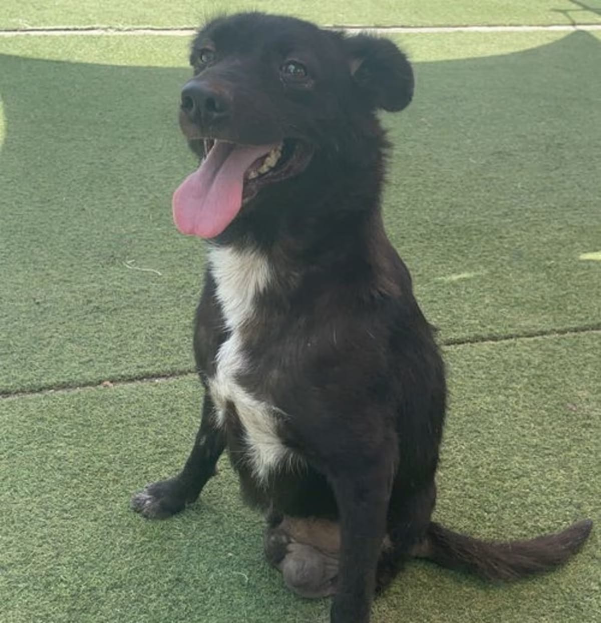 Photo of Cola, adoptable Labrador Retriever in Brooklyn, New York