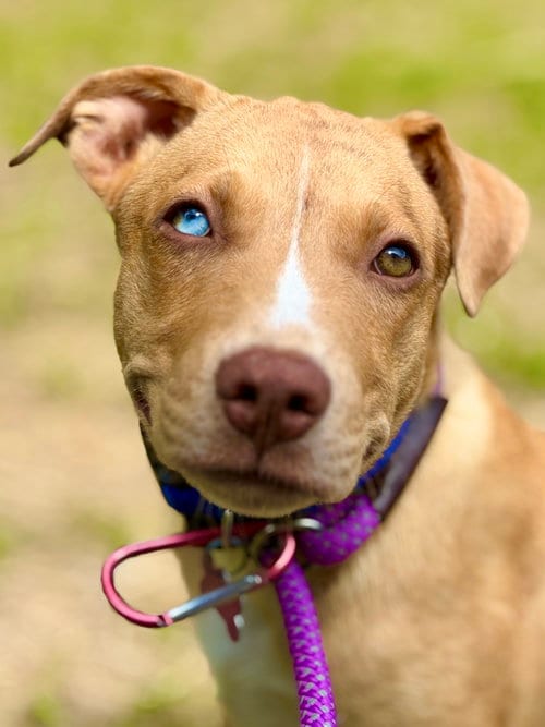 Photo of Trey, adoptable Catahoula Leopard Dog in West Cornwall, Connecticut