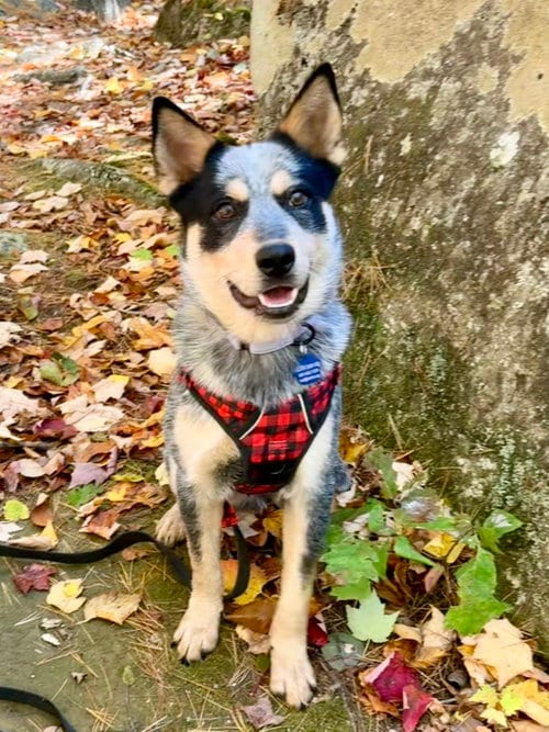 Photo of Dingo, adoptable Australian Cattle Dog/Blue Heeler in Garden City, New York