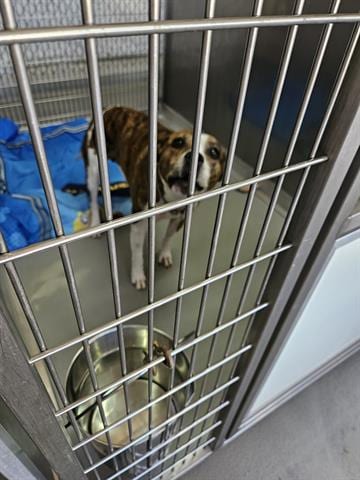 Photo of Bae, adoptable Pit Bull Terrier in Norfolk, Virginia