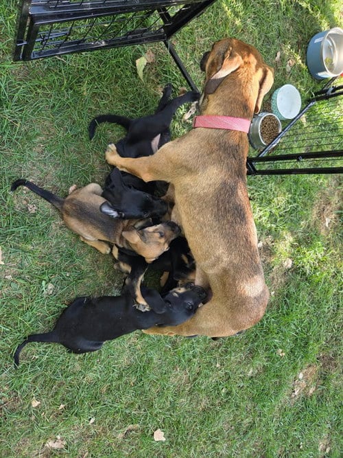 Photo of Trickster, adoptable Black Mouth Cur in Salt Lake City, Utah