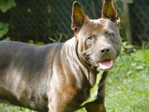 Photo of Artis, adoptable German Shepherd Dog in Tallahassee, Florida