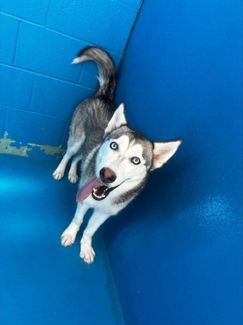 Photo of A170783, adoptable Siberian Husky in Bakersfield, California